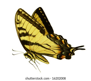 Easter Tiger Swallowtail Butterfly isolated on white background
