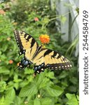 Easter Tiger Swallowtail Butterfly On Flower