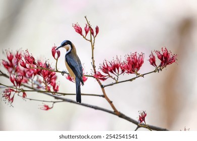 Easterm Spinebill bird, Acanthorhynchus tenuirostris, native Australian honeyeater, drinking nectar from red flower tree branch, Queensland - Powered by Shutterstock