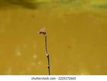 The Eastern Amberwing dragonfly is one of the smaller of the dragonflies and appears rather delicate and petite. This one has just landed on a small twig and is still in motion. Bokeh.