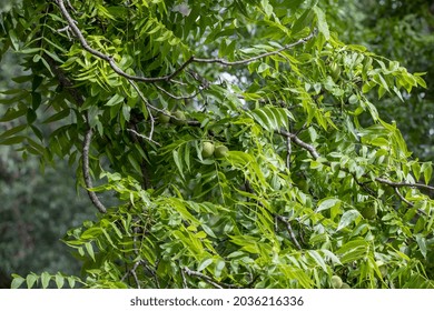 2,028 Eastern black walnut Images, Stock Photos & Vectors | Shutterstock