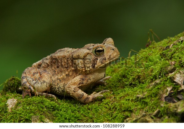 Eastern\
American Toad, close up horizontal\
portrait