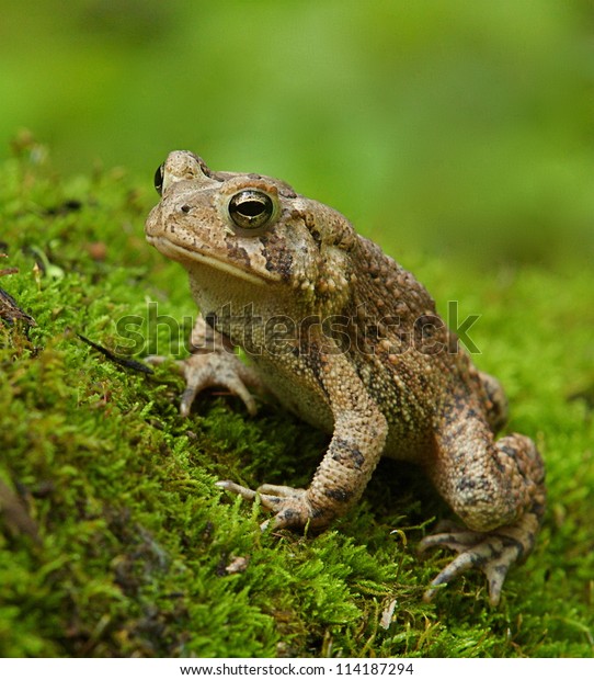 Eastern American Toad Frog on moss covered forest\
floor with green background; suburban Philadelphia, Pennsylvania,\
USA