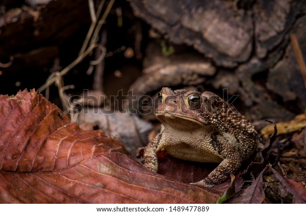 Eastern American\
Toad sitting on dry leaves sticks near wood pile left side view\
with blurry background horizontal photo macro close-up detail, Bufo\
or anaxyrus americanus copy\
space