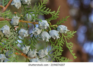 Eastern Arborvitae (Platýcladus) Branch Close-up