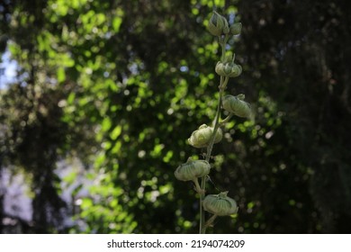 Eastern Arborvitae (Platýcladus) Branch Close-up