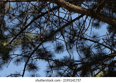 Eastern Arborvitae (Platýcladus) Branch Close-up