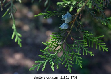 Eastern Arborvitae (Platýcladus) Branch Close-up