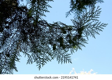 Eastern Arborvitae (Platýcladus) Branch Close-up