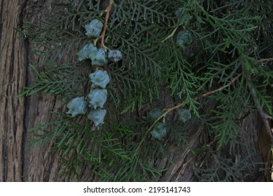 Eastern Arborvitae (Platýcladus) Branch Close-up