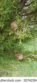 Eastern Arborvitae Foliage With Seed Cones