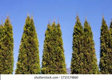 Eastern Arborvitae Stand Against Blue Sky