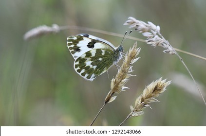 Eastern Bath White