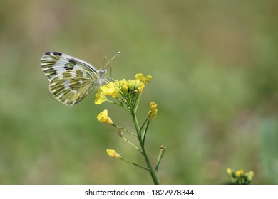 An Eastern Bath White On A Flower