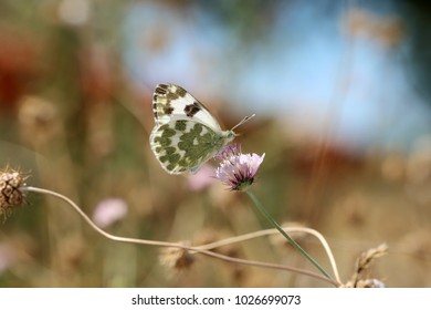 Eastern Bath White, Pontia Edusa