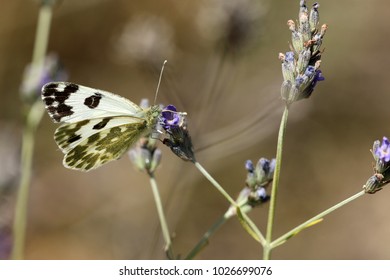 Eastern Bath White, Pontia Edusa