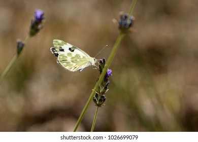 Eastern Bath White, Pontia Edusa