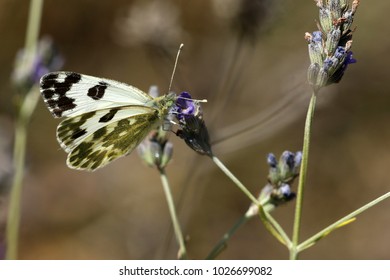 Eastern Bath White, Pontia Edusa