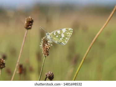 Eastern Bath White - Pontia Edusa