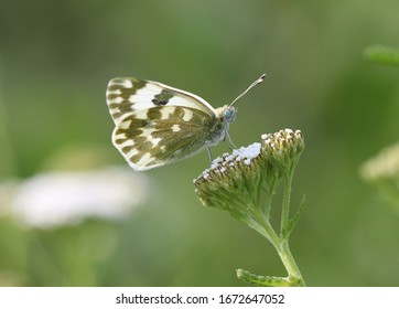 Eastern Bath White - Pontia Edusa