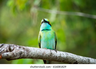 Eastern Bee-eater in Sri Lanka - Shutterstock ID 616081829