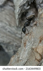 An Eastern Black Carpenter Ant Is Climbing Down The Thick Bark Of A Tree. Taylor Creek Park, Toronto, Ontario, Canada.