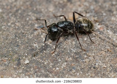 An Eastern Black Carpenter Ant Is Resting On The Ground. Taylor Creek Park, Toronto, Ontario, Canada.