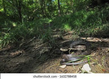 Eastern Black Rat Snake Wide Angle Portrait In Habitat