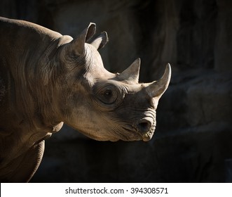 Eastern Black Rhinoceros Portrait