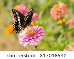 Eastern Black Swallowtail butterfly feeding on a pink Zinnia in summer garden
