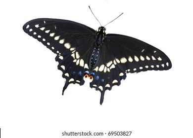 Eastern Black Swallowtail Butterfly Isolated on White