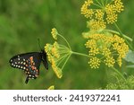 eastern black swallowtail butterfly on golden alexanders flowers