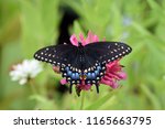 Eastern black swallowtail (female)