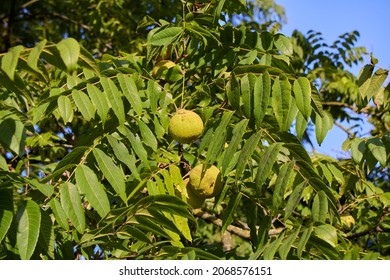 2,028 Eastern black walnut Images, Stock Photos & Vectors | Shutterstock