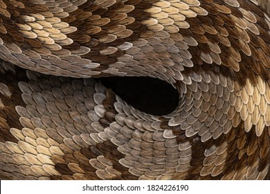 Eastern Black-tailed Rattlesnake (Crotalus ornatus) scale texture