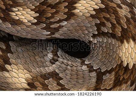 Similar – Image, Stock Photo beautiful pattern of meadow viper