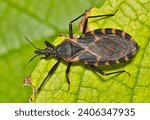 Eastern Bloodsucking Conenose Kissing Bug (Triatoma sanguisuga) on leaf, dangerous insect Chagas disease, pest control nature Springtime dorsal.