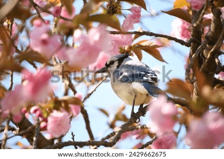 Eastern Blue Jay bluejay bird in a Yaezakura, double flowered, cherry tree.