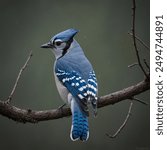 The Eastern Blue Jay is a striking and intelligent bird native to eastern North America. It is easily recognizable by its vibrant blue plumage, which features bold black and white markings. The bird h