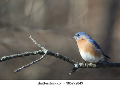 Eastern Bluebird 2