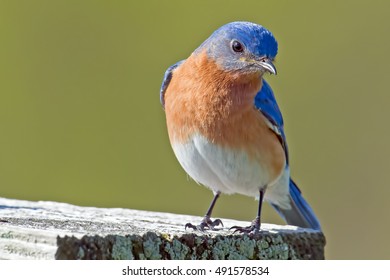 Eastern Bluebird