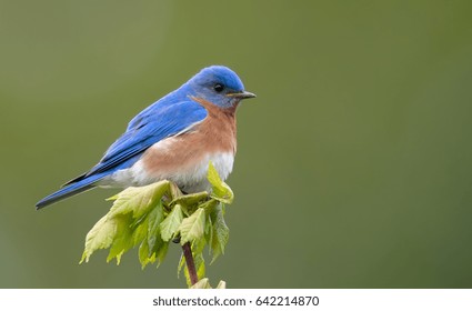 Eastern Bluebird