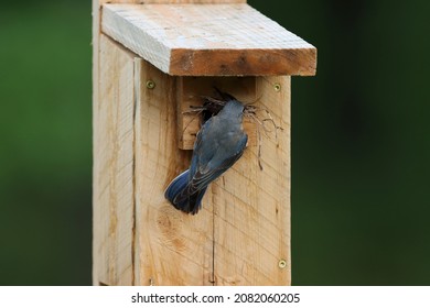 519 Birds carrying nesting materials Images, Stock Photos & Vectors ...