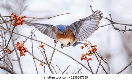 Eastern Bluebird feeding on berries in winter