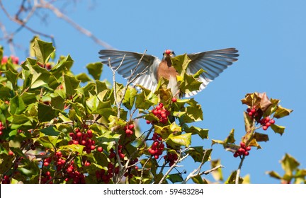 An Eastern Bluebird Flaps Its Wings While Sitting In Holly Tree