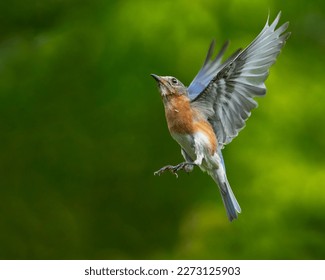 An eastern bluebird in flight