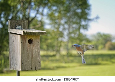 714 Eastern bluebird nest Images, Stock Photos & Vectors | Shutterstock