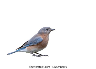 Eastern Bluebird Isolated On White Background