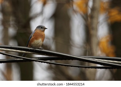 Eastern Bluebird Isolated On A Wire 