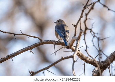 Eastern bluebird landing on a stick during winter time - Powered by Shutterstock